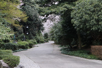 兼六園・金沢城、満開の桜