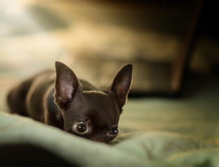 Small chihuahua dog is hiding 