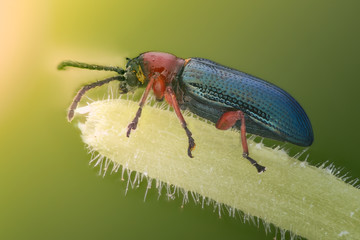 Extreme magnification - Blue metallic bug, Meloidae