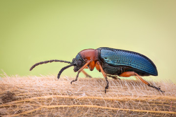 Extreme magnification - Blue metallic bug, Meloidae