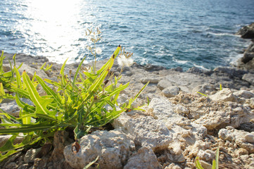 Wild arugula at the western part of Crimea