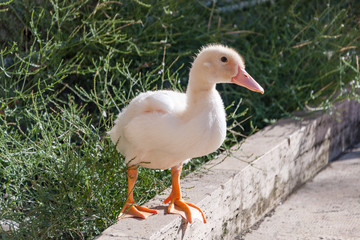 The birds in fountain of Arethusa on the island of Ortygia in Syracuse