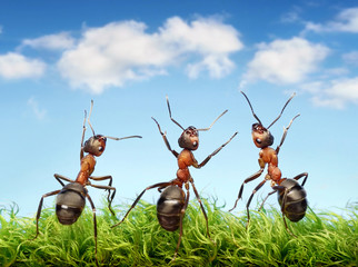 team of ants under blue sky