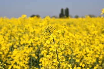Obraz premium Campo di fiori gialli 