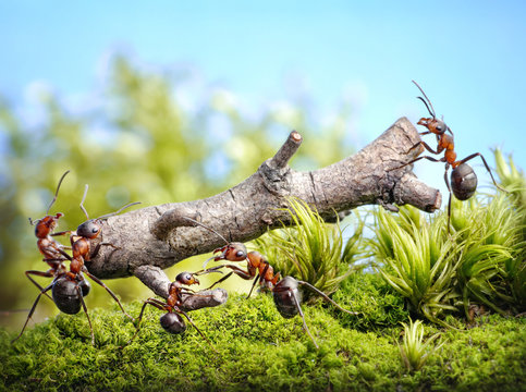 team of ants carry log, teamwork