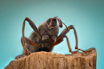 Extreme magnification - Weevil on a stick, side view