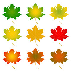 Set of colorful autumn leaves.