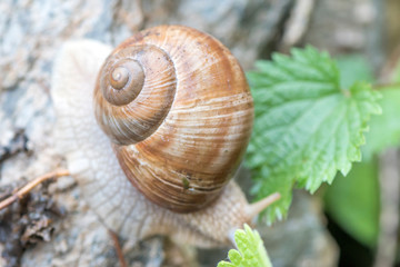 Close up to snail house