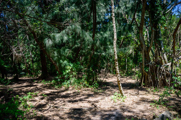 Obraz premium Park trail splits