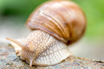 Macro shoot of snail