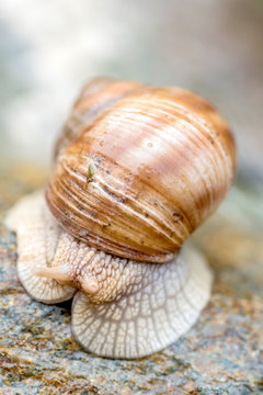 Close up snail