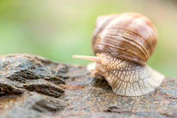 Domestic snail on the stone