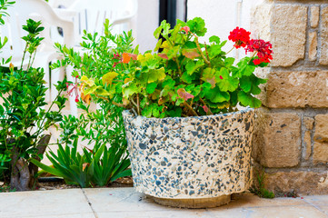 Stone pot with flowers