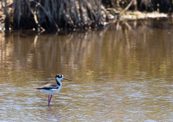 Black-Necked Stilt Feeding in Marsh