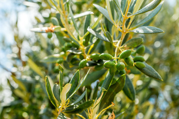 olive fruit on a tree