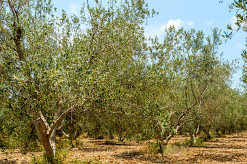 olive trees