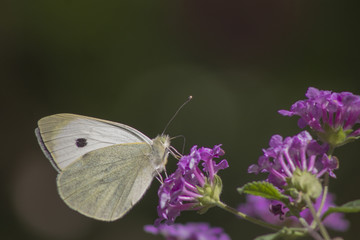 Butterfly on purple flowers