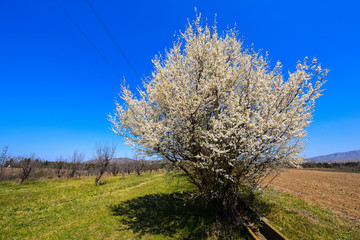 Plum tree blossoms