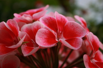 geranium