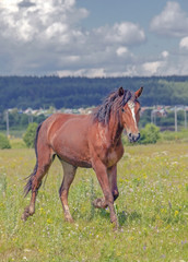 a young stallion galloping across the field