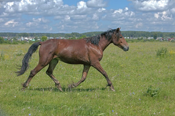 a young stallion galloping across the field