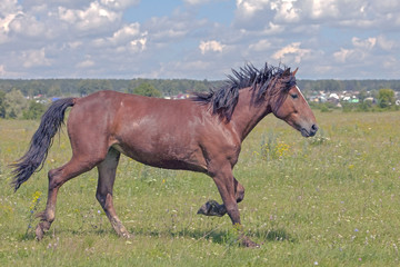 Obraz premium a young stallion galloping across the field