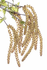 Birch twig with catkin on white background allergy season