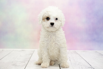  Cavachon with colorful springtime background