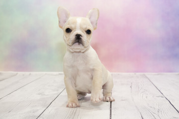 French Bulldog puppy on colorful spring background