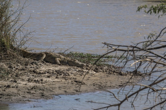 A large Nile crocodile on the banks of the Niger River, Niger, National Park W, Africa 