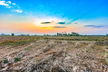 agriculture field landscape in harvest season with morning beautiful sunrise