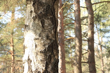 Trunk of a birch tree close-up in pine forest in summer