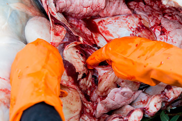 Necropsy buffalo disease diagnosis