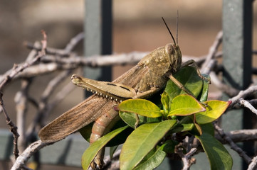 locust locusta migratoria