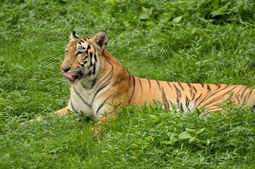 Tiger walking in a green grass