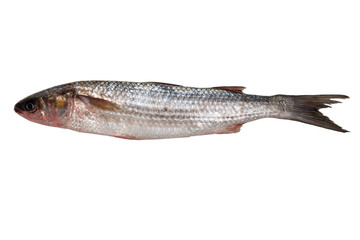 Fresh mullet fish isolated on white background