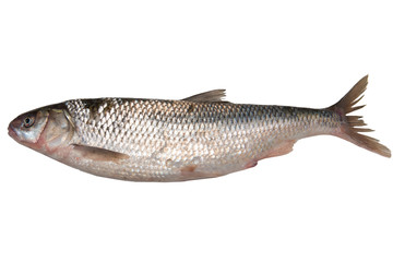Fresh omul fish isolated on white background