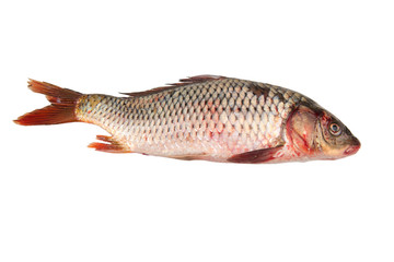 Fresh carp fish isolated on white background