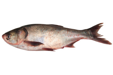 Fresh perch fish isolated on white background