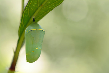 Monarch butterfly (Dannaus plexippus) chrysalis, beautiful cocoon