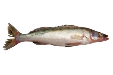 Fresh carp fish isolated on white background