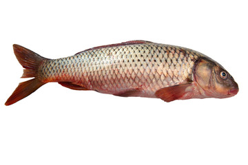 Fresh carp fish isolated on white background