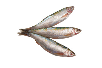 Fresh mullet fish isolated on white background