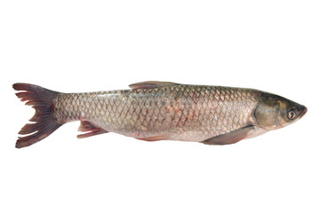 Fresh carp fish isolated on white background