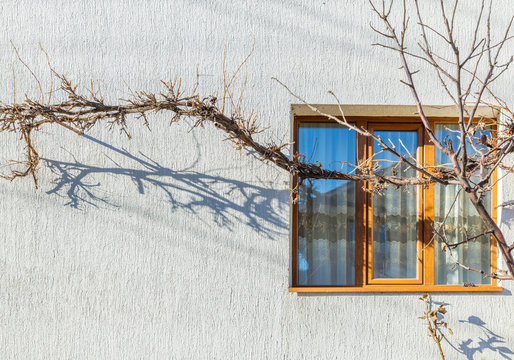 Shadow of a tree on the white wall with old windows - Bansco, Bulgaria