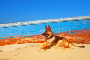 Curious funny German shepherd plays with frisbee near the old fishing boat on the sunny beach of...