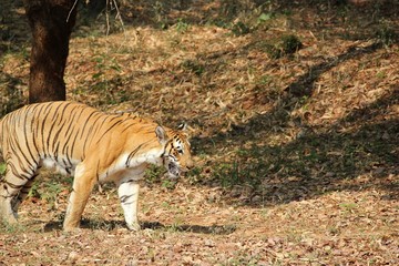 Bengal tiger walking in Indian forest