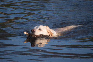 Labrador swimming with stick in mouth © Michael Pop