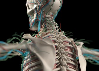 Human anatomy body. Skeletal, organs, vascular, lymph and nervous systems. Proffesional lighting and rendering. 3d illustration