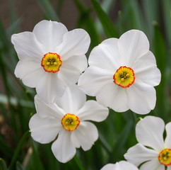 White flowered daffodils in spring